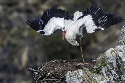 Close-up of a bird flying over rock