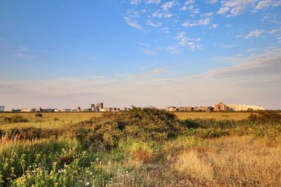 Oerestad skyline seen from vestamager nature area.