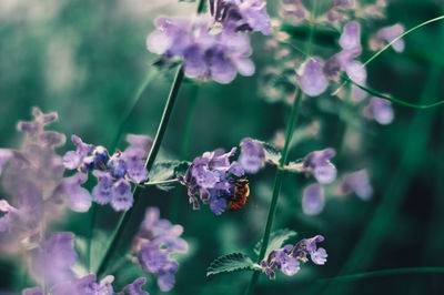 Close-up of bee pollinating on purple flower