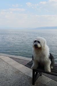 Dog by sea against sky