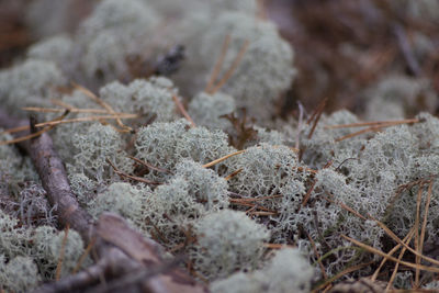 Close-up of plants during winter