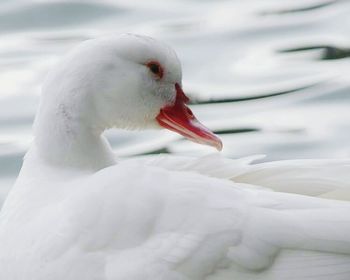 Close-up of white bird