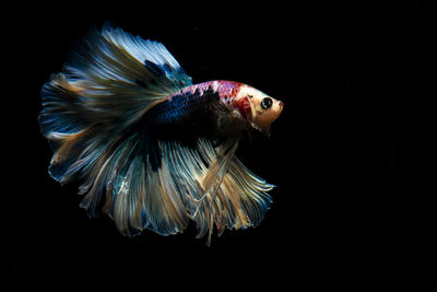 Close-up of fish underwater