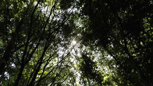 Low angle view of trees