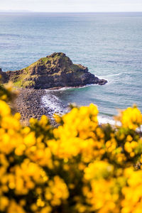 Close-up of yellow flowers on beach