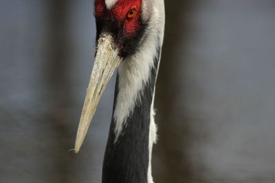 Close-up of bird