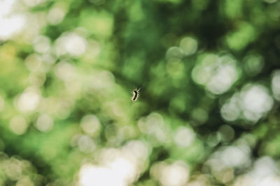 Close-up of insect flying