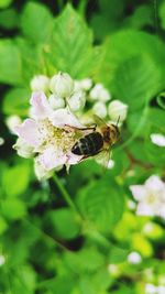 Close-up of insect on flower