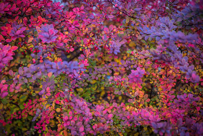 Full frame shot of pink flowering plants