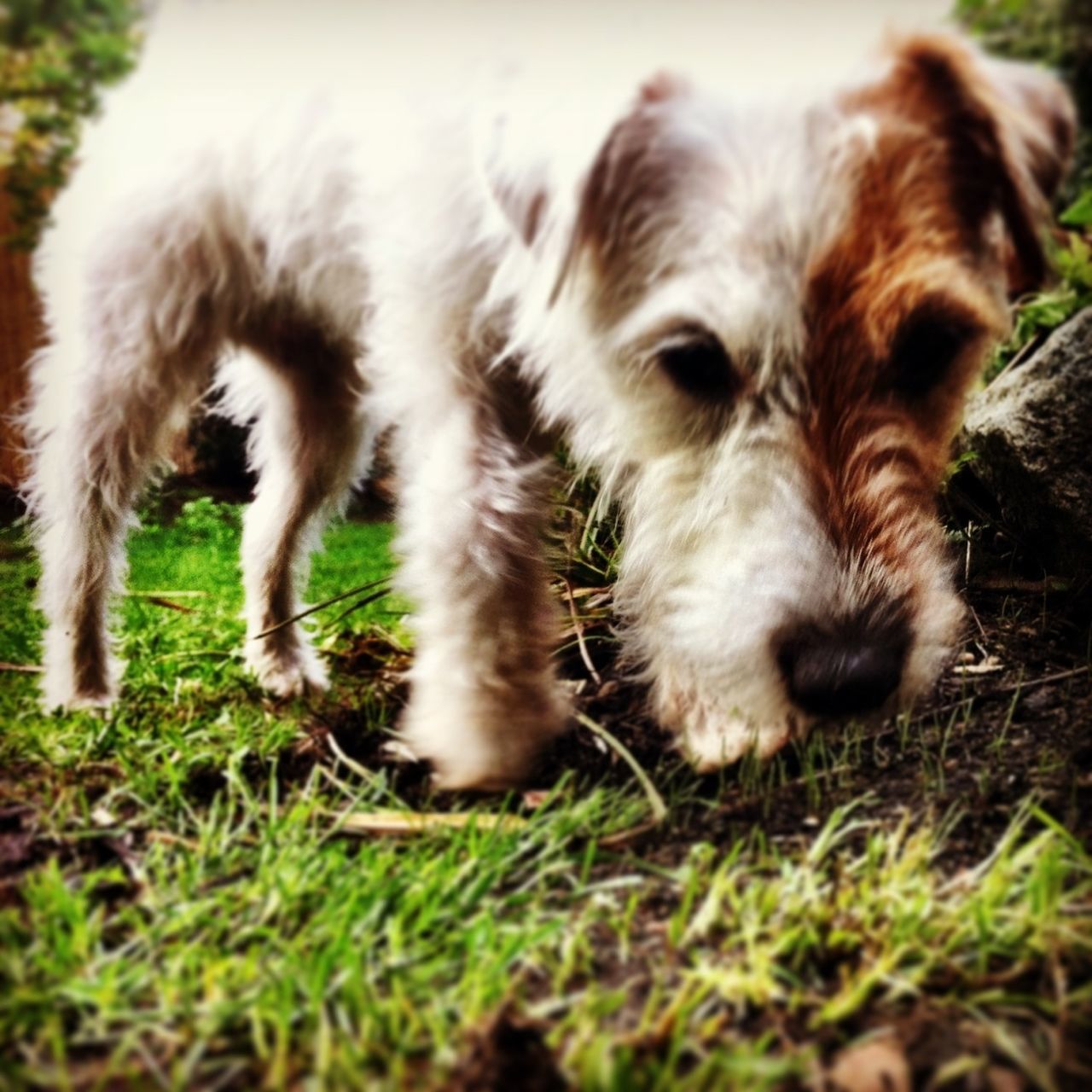 domestic animals, mammal, animal themes, pets, dog, grass, one animal, field, grassy, selective focus, close-up, no people, animal head, animal hair, relaxation, day, nature, lying down, young animal, green color