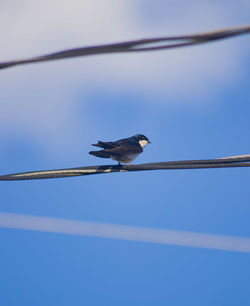 Low angle view of bird perching on cable