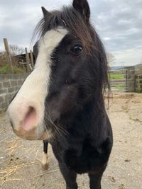 Close-up of a horse on field