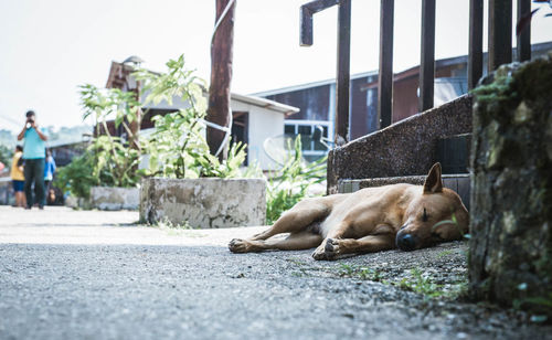 Dog sleeping on street