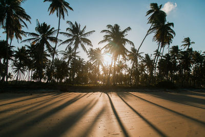 Palm trees against sky during sunset