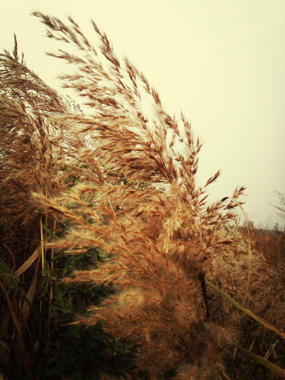 growth, clear sky, field, agriculture, rural scene, dry, plant, grass, nature, cereal plant, tranquility, crop, farm, wheat, landscape, sky, day, tranquil scene, outdoors, no people