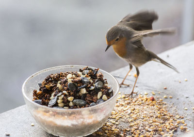 High angle view of bird in bowl on table