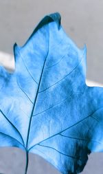 Close-up of dried plant