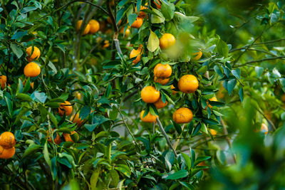 Fruits growing on tree