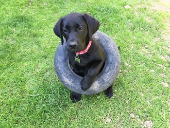 Portrait of dog sitting on field