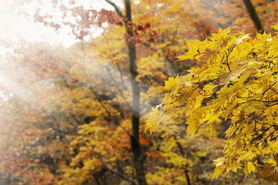 Close-up of yellow maple leaves on tree