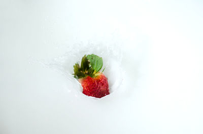 Close-up of strawberry over water against white background