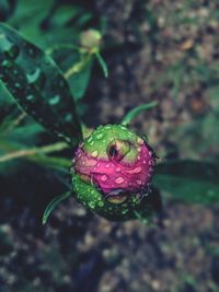 Close-up of water drops on pink flower