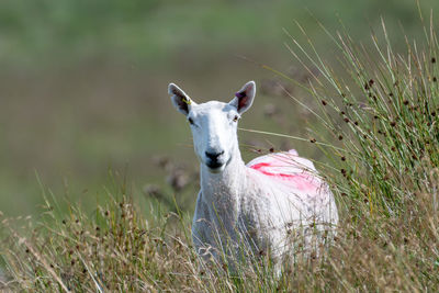 Portrait of a horse on field