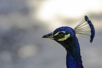 Close-up of a peacock