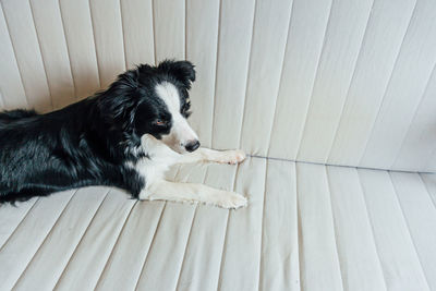 Funny portrait of cute smiling puppy dog border collie on couch indoors