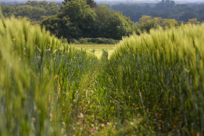 Crops growing on field