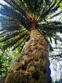 Low angle view of palm tree against sky