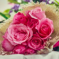 Close-up of pink rose