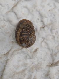 High angle view of snail on beach