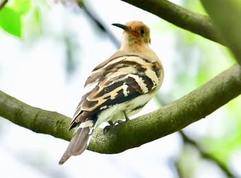 Close-up of bird perching on a tree