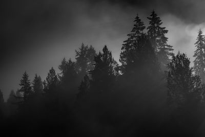 Low angle view of trees in forest against sky