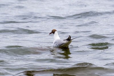 Close-up of seagull perching on sea