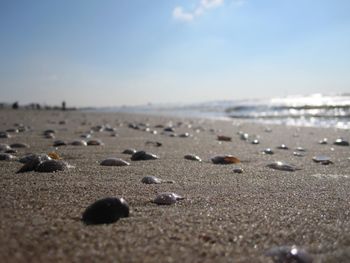 Surface level of pebbles on beach
