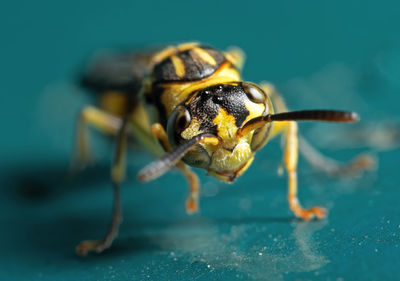 Close-up of bee