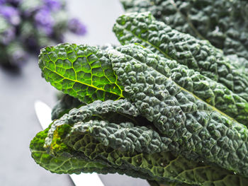 Close-up of fresh green leaves