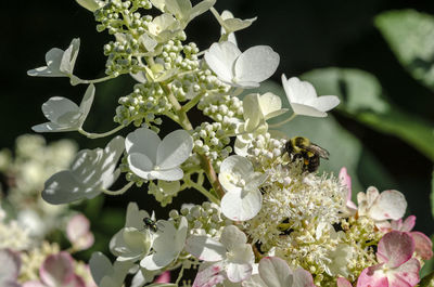 Close-up of insect on white flowering plant