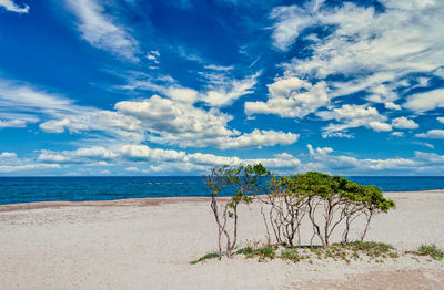 Seascape with plants on the beach in a sunny and cloudy day