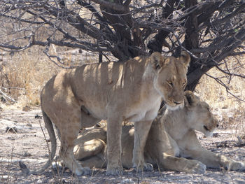 Two lions are resting under a bush in the etosha national park in namibia