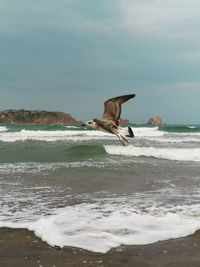 View of bird on beach