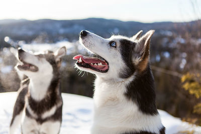 Close-up of a dog