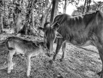 Cow and its newborn calf