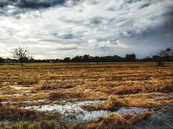 Scenic view of field against sky