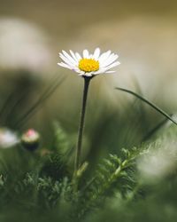 Close-up of white daisy flowers on field