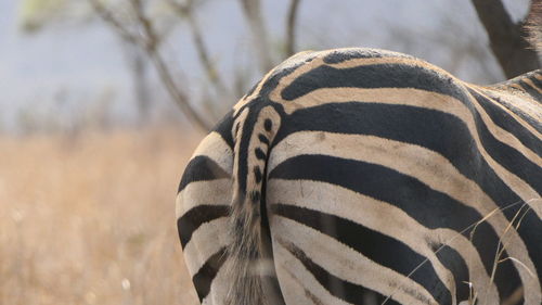 Close-up of zebra