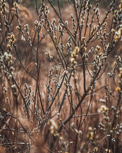 Close-up of dry plant on field