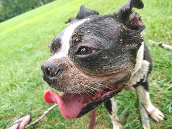 Close-up of dog sticking out tongue on field